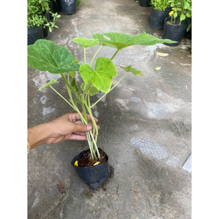 Bầu dây dưa gang , mua 5 tặng 1