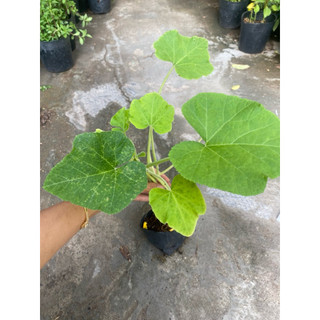 Bầu dây dưa gang , mua 5 tặng 1