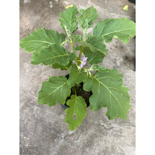 Chậu cây cà ngọt đang hoa