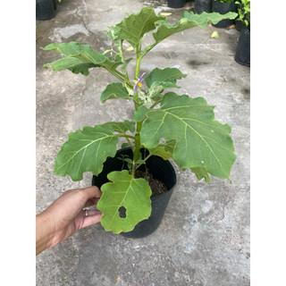 Chậu cây cà ngọt đang hoa