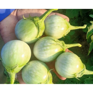 Chậu cây cà ngọt đang hoa