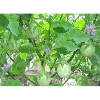 Chậu cây cà ngọt đang hoa