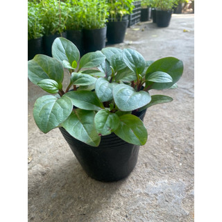 Chậu mồng tơi  tím- chậu 4-5 cây