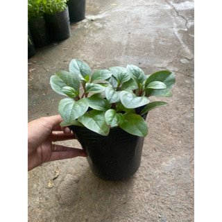 Chậu mồng tơi  tím- chậu 4-5 cây