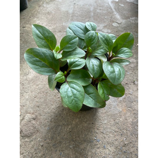 Chậu mồng tơi  tím- chậu 4-5 cây