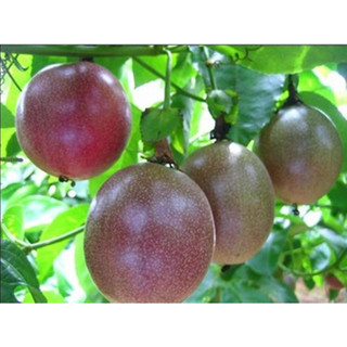 combo 2 cây chanh dây tím siêu quả