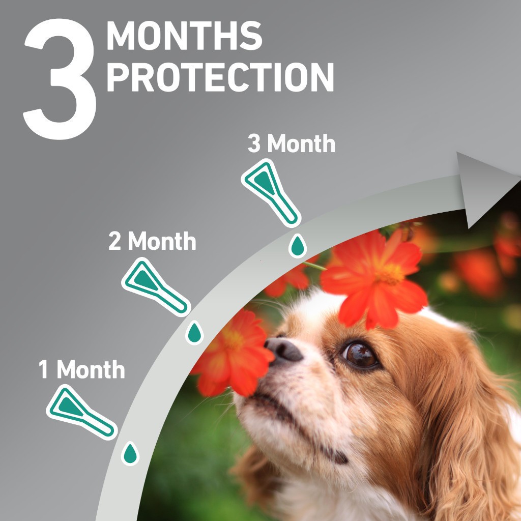 FRONTLINE PLUS - Nhỏ Gáy Phòng Ve, Rận, Bọ Cho Chó Và Mèo Có hiệu quả nhanh chóng