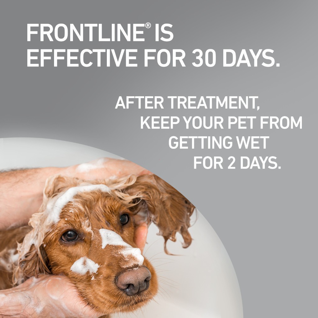 FRONTLINE PLUS - Nhỏ Gáy Phòng Ve, Rận, Bọ Cho Chó Và Mèo Có hiệu quả nhanh chóng