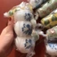 Combo 3 cóng sứ chào mào, chim họa mi chất liệu gốm sứ cao cấp họa tiết siêu đẹp giá rẻ