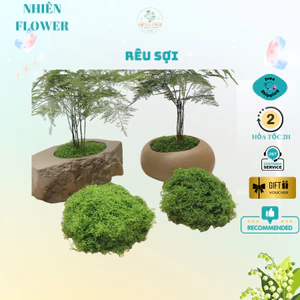 Rêu Sợi Dùng Trang Trí Tiểu Cảnh, Phủ Gốc Cây Bonsai, Phủ Chậu Hoa, Decor và Trang Trí Nhà Cửa