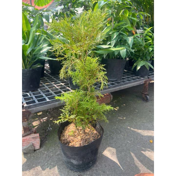 Cây đinh lăng lá nhuyễn - cao từ 45cm trở lên. cây đẹp
