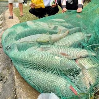 Hương Liệu Câu Cá Trắm Thảo Ngư - Đài Câu Thích
