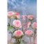 Kem đánh răng Marvis Kissing Rose 75ml Công thức dịu nhẹ, phù hợp lợi nhạy cảm, không chất bảo quản