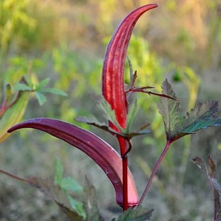 Hạt giống Đậu Bắp Đỏ quả to  siêu năng -Red Okra Seeds  -20 hạt