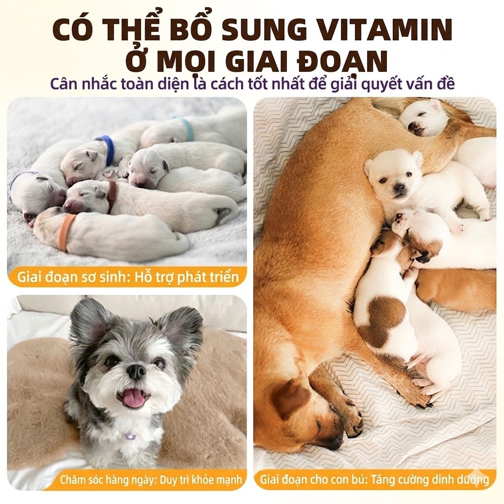 Cassiel Pet Vitamin Tổng Hợp Giúp Kích Tăng Dề Kháng Thích Sựthèm Kích Trọng Thiết Yếu Cho Chó Và Mèo