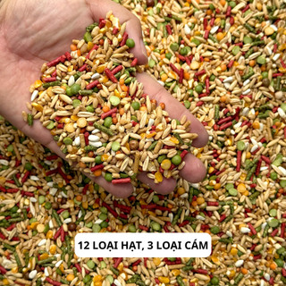 Ngũ Cốc Gà Đá Như Trương Loại 1 - Thức Ăn Cao Cấp Giúp Gà Chọi Tăng Cơ, Nở Khung, Sung