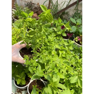 Cây Bạc Hà Dâu (Strawberry Mint) - Hương Dâu Ngọt Ngào, Pha Trà, Decor