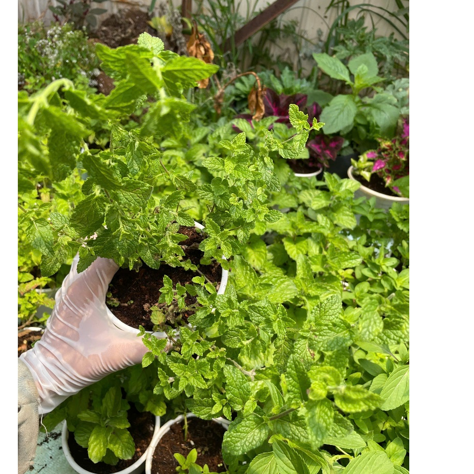 Cây Bạc Hà Dâu (Strawberry Mint) - Hương Dâu Ngọt Ngào, Pha Trà, Decor