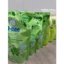Nước rửa bình sữa ,rau củ cho bé Dnee Organic túi 550ml