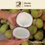Dừa Sáp Lỏng Arifarm_ Size lớn_ Cơm mỏng nước nhiều
