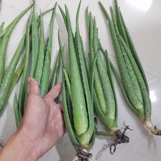Cây lô hội(nha đam)