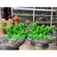 Cặp Tượng Rồng Ngậm Ngọc Xanh Ngọc Bích - Đồ Phong Thủy May Mắn, Thành Công - Trang Trí Văn Phòng, Bàn Làm Việc (30x14cm