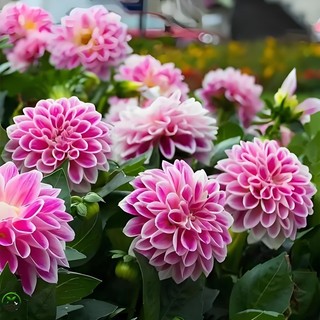 Hạt giống hoa thược dược  nhiều màu  - Dahlia Flower Seeds-100viên