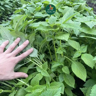 Hạt giống Kinh Giới (Gói 2g~3000 Hạt) Dễ Trồng Năng Suất Cao, Kháng Sâu Bệnh, Trồng Quanh Năm