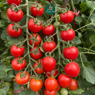 Hạt giống Cà Chua Cherry Đỏ Lai F1 (Gói 1g~45 Hạt) Siêu Đậu Quả, Dễ Trồng, Trồng Quanh Năm