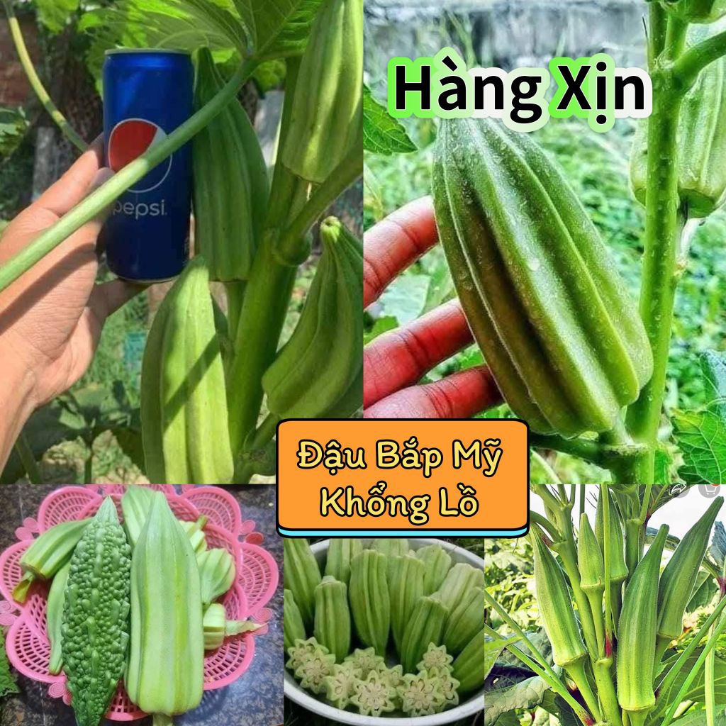 2Gr Hạt Giống Đậu Bắp DaVid Mỹ💯 Khổng Lồ Ăn Cực Ngon