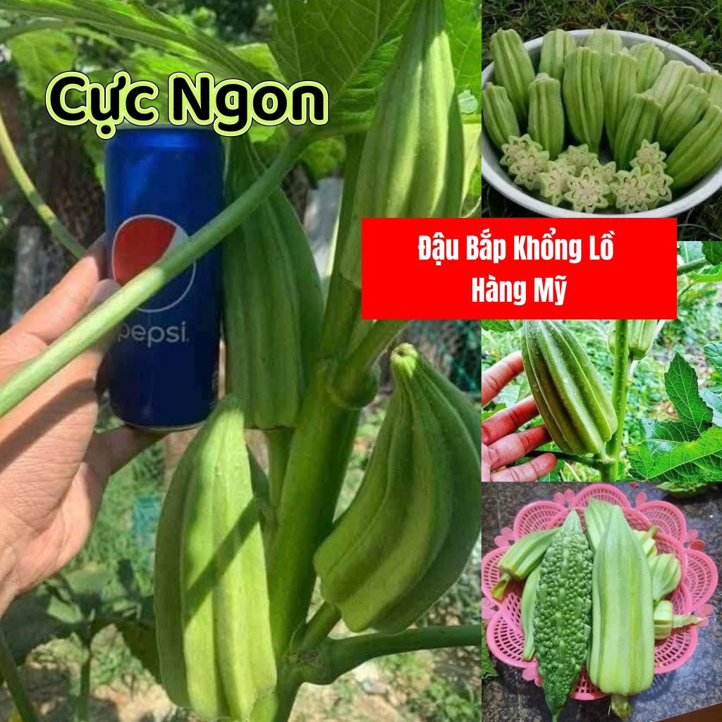 Hạt Giống Đậu Bắp Khổng Lồ Mỹ David ♥️ Non Ngọt🍀Chất Lượng Cao