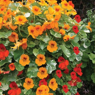 Hạt Giống  Nhiều Màu Dễ Trồng Hoa  -Nasturtium Seeds-10viên