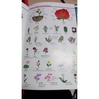 Sách - Từ Điển Anh Anh Việt Phiên Bản Bìa Cứng Màu Đỏ - Giải Nghĩa Đầy Đủ Ví Dụ Phong Phú