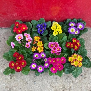 Hạt giống Hoa mix nhiều- Primula Flower Seeds -20 viên