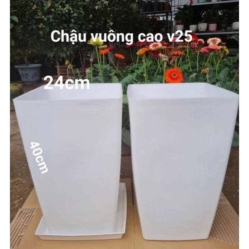 Combo 2( combo 3-5 chậu) Chậu nhựa vuông cao V25 kích thước miệng 24cmx cao 40cm