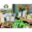 Cây Lạc Tiên (cây chùm bao, cây nhãn lồng) sấy khô, giúp an thần, ngủ ngon giấc