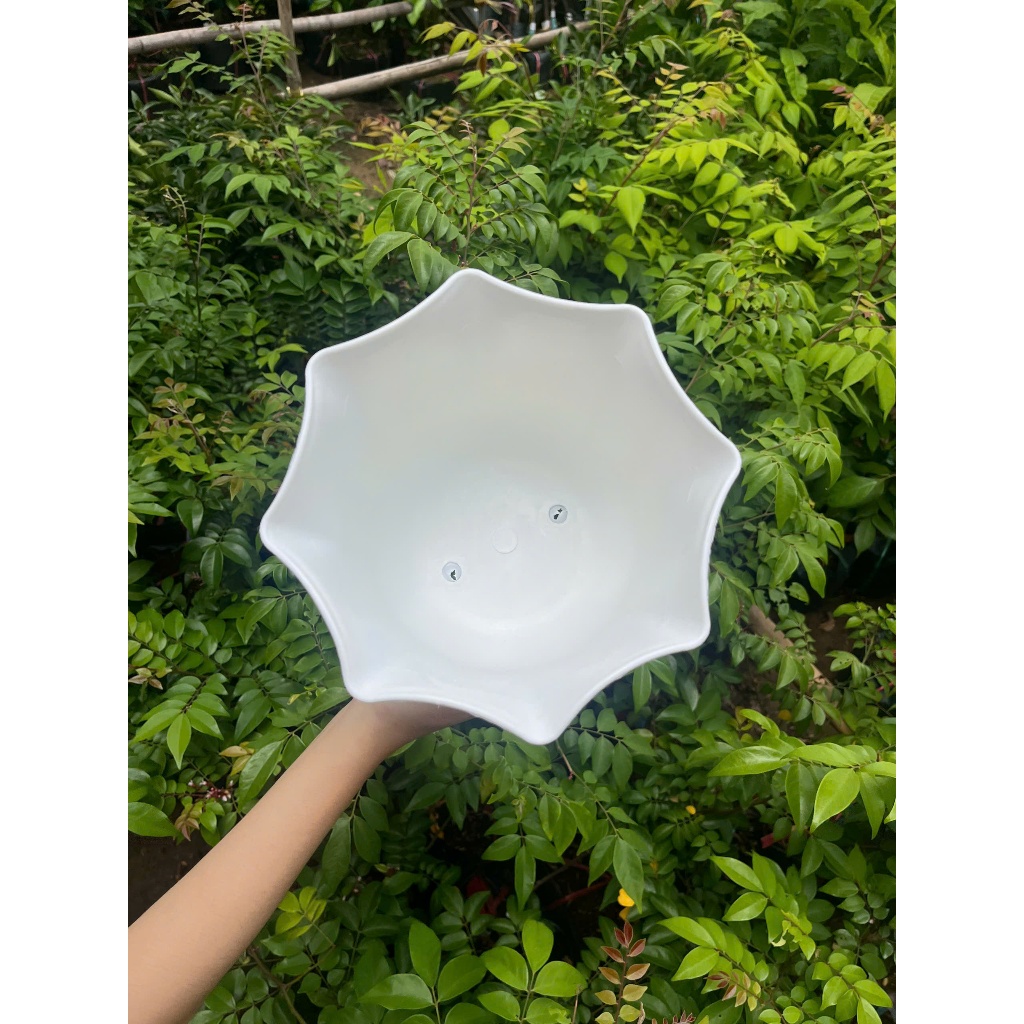 Chậu cây miệng Bèo 2 Tấc 20cm Nhựa Dày Cao Cấp Trồng Cây Cảnh Hoa Trang Trí