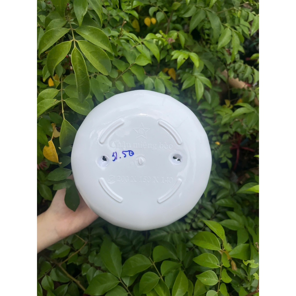 Chậu cây miệng Bèo 2 Tấc 20cm Nhựa Dày Cao Cấp Trồng Cây Cảnh Hoa Trang Trí