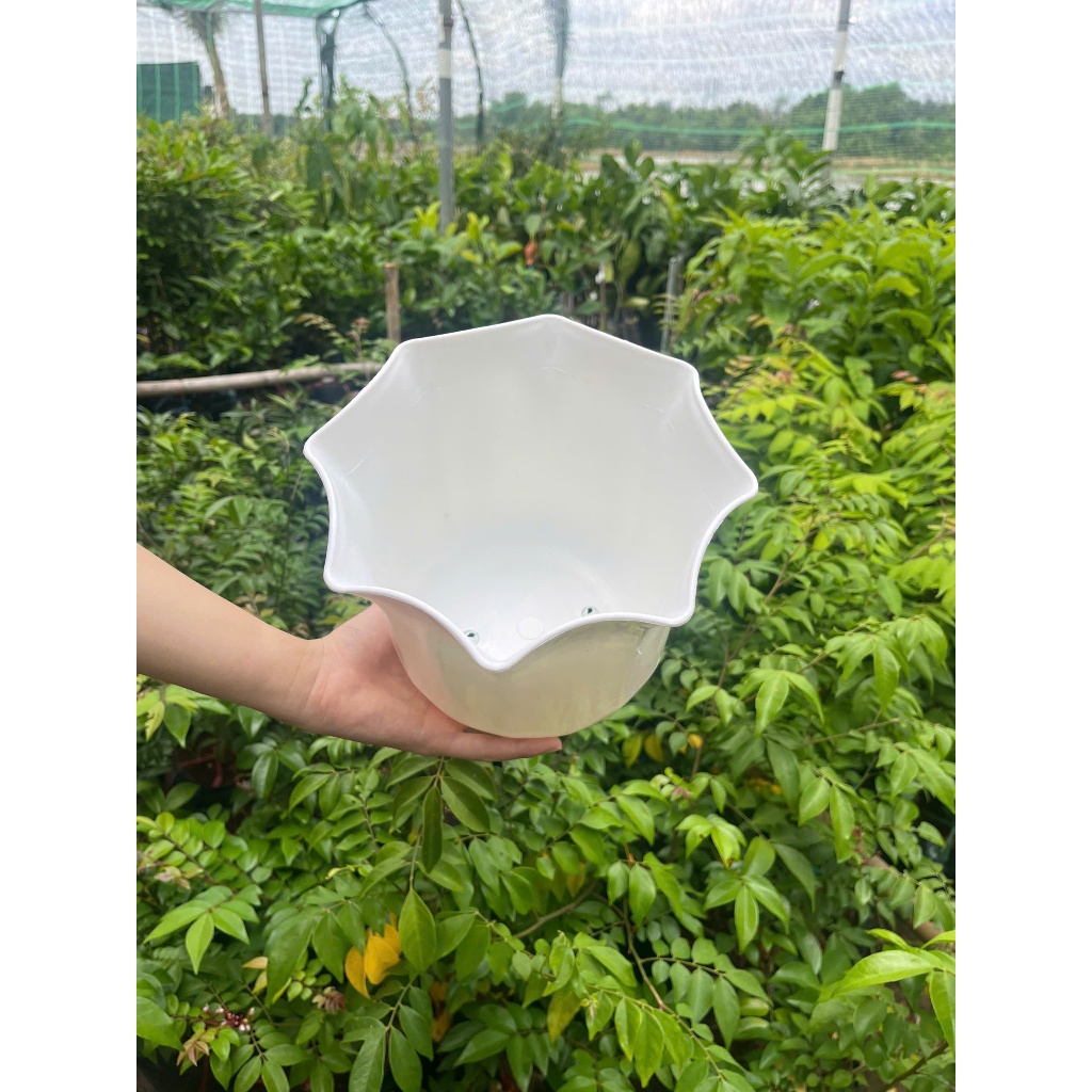 Chậu cây miệng Bèo 2 Tấc 20cm Nhựa Dày Cao Cấp Trồng Cây Cảnh Hoa Trang Trí
