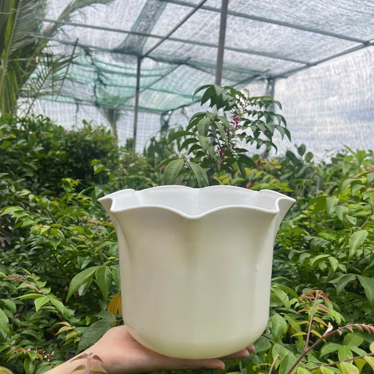 Chậu cây miệng Bèo 2 Tấc 20cm Nhựa Dày Cao Cấp Trồng Cây Cảnh Hoa Trang Trí