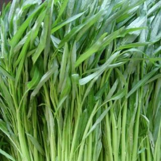 Hạt giống rau muống lá tre ăn giòn, ngon- Kangkong Seeds - 50viên