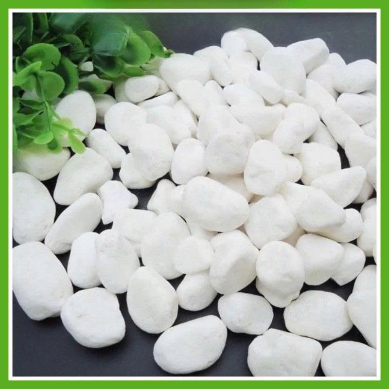 Combo 5-10kg Sỏi trắng trang trí gốc cây sân vườn bể cá cỡ nhỏ, trung,đại