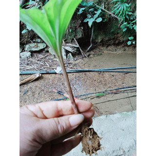 20 cây sâm 1 lá -Bonsai đẹp,thảo dược quý
