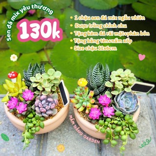 ✨Tiểu Cảnh Sen Đá Mix "Vườn Bình Yên" 🌿 Chậu Đất Nung Size 11cm – MẦM NẮNG GARDEN✨