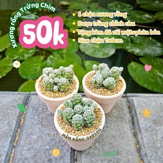 [Quà Tặng Xinh] Xương Rồng Trứng Chim (Tặng Đá Rải Mặt & Phân Bón) size chậun7x6cm– MẦM NẮNG GARDEN