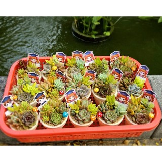 ✨Set Sen Đá Mix "Mừng Tốt Nghiệp" 🎓 Chậu Đất Nung 8x6cm – MẦM NẮNG GARDEN✨