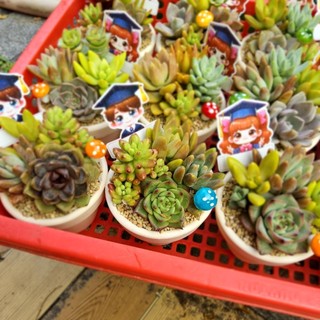 ✨Set Sen Đá Mix "Mừng Tốt Nghiệp" 🎓 Chậu Đất Nung 8x6cm – MẦM NẮNG GARDEN✨