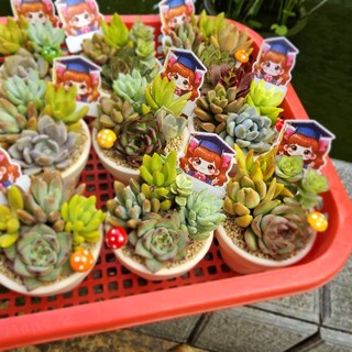 ✨Set Sen Đá Mix "Mừng Tốt Nghiệp" 🎓 Chậu Đất Nung 8x6cm – MẦM NẮNG GARDEN✨