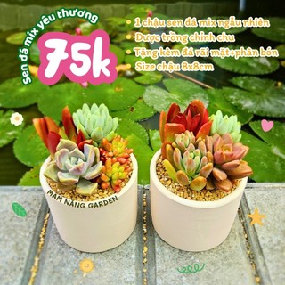 🌵Sen Đá Mix Đa Sắc ✨ Chậu Đất Nung Trắng Size 8x8cm – MẦM NẮNG GARDEN✨