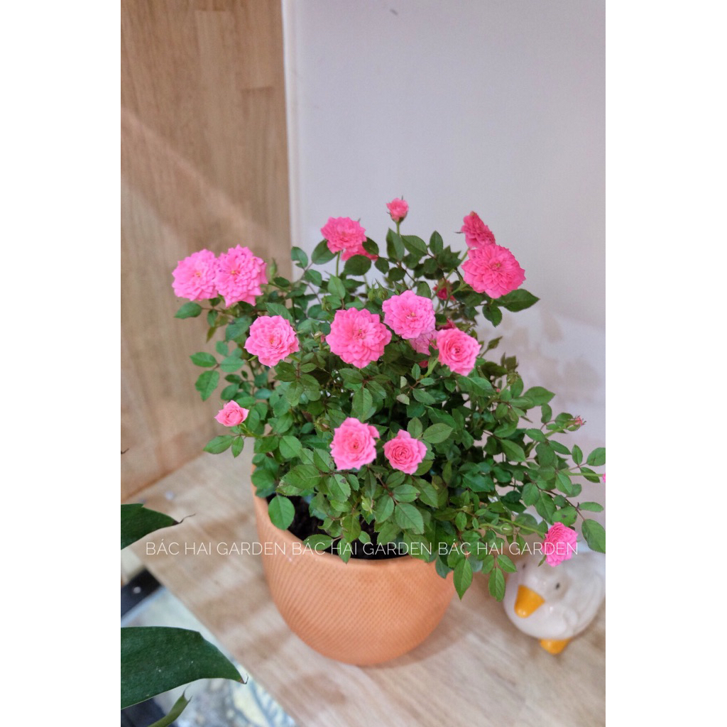 Chậu cây hoa hồng tỉ muội kèm chậu đất nung- Cây để bàn